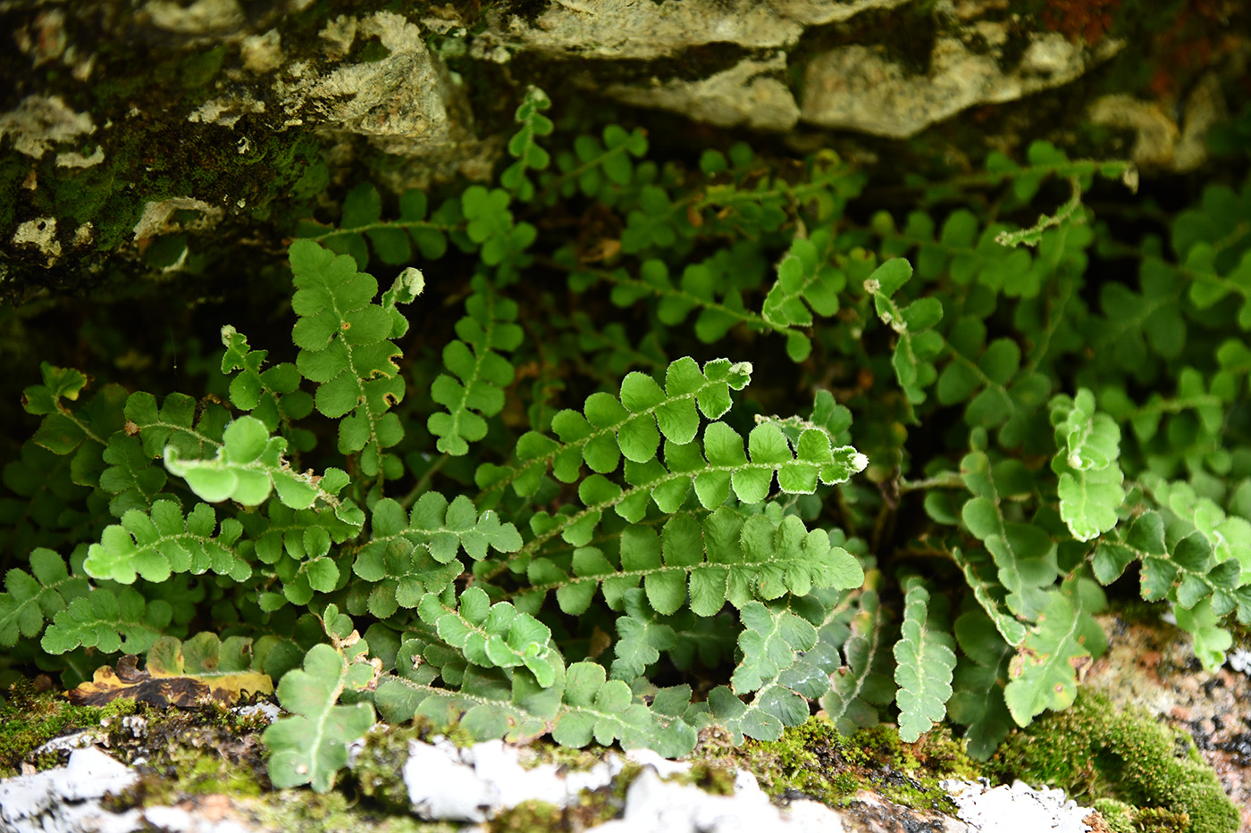 Image of Ceterach officinarum specimen.