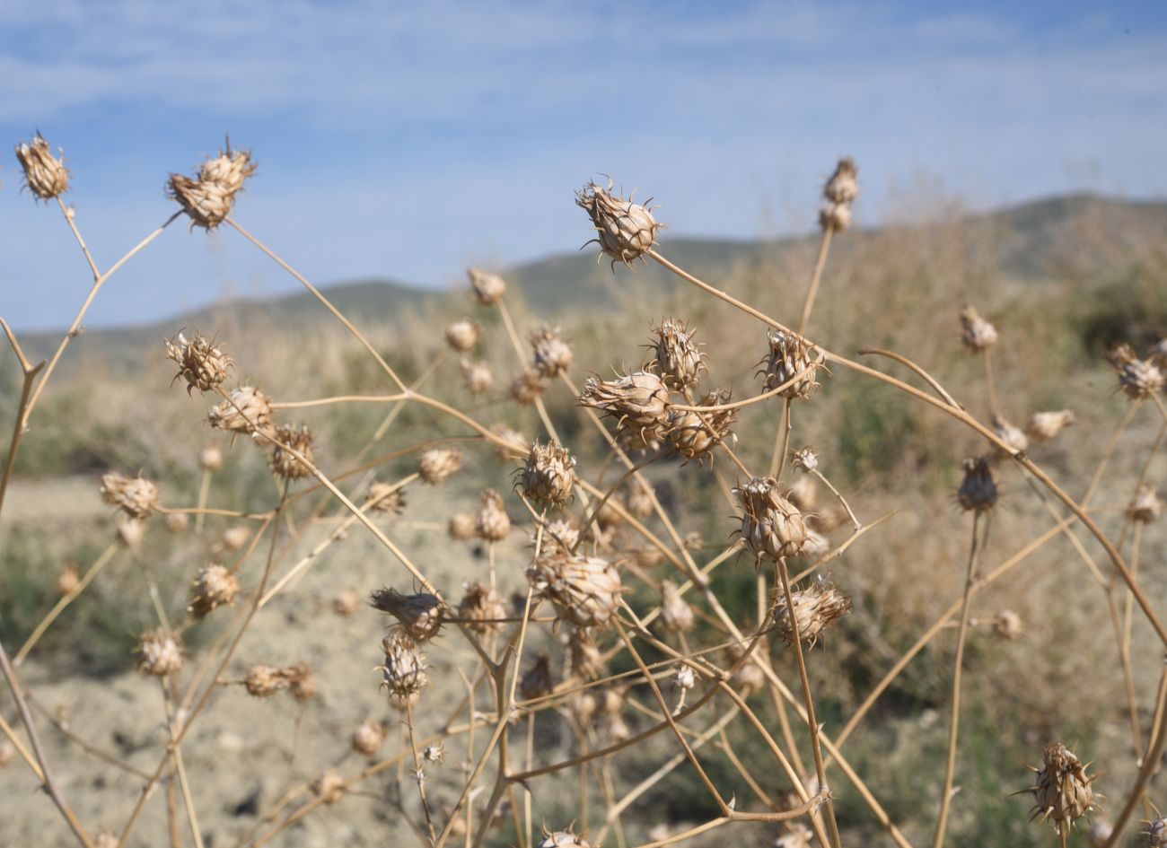 Image of genus Cousinia specimen.