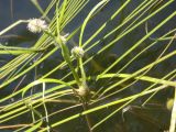 Sparganium angustifolium