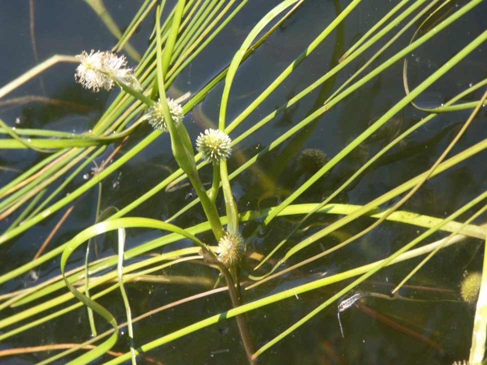 Image of Sparganium angustifolium specimen.