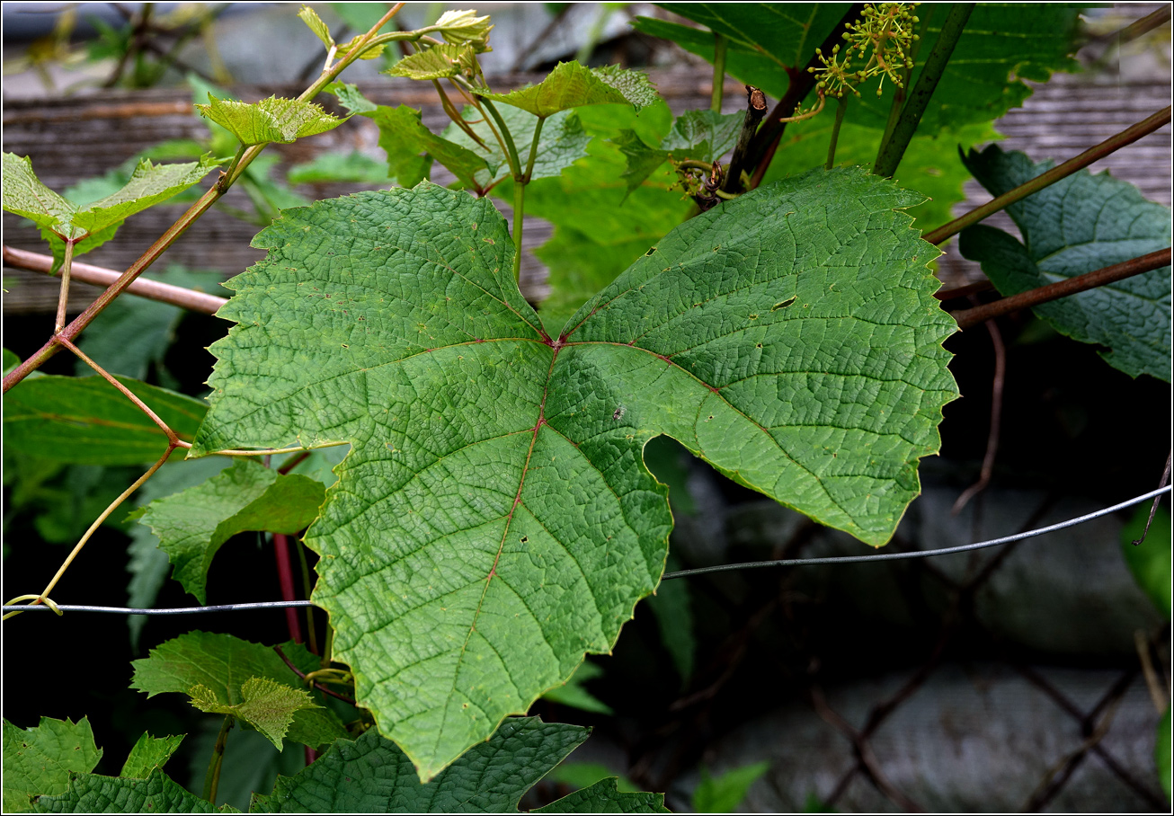 Image of genus Vitis specimen.
