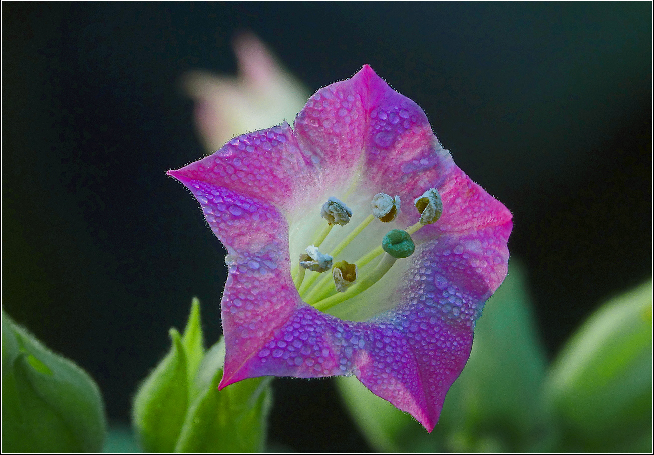 Image of Nicotiana tabacum specimen.