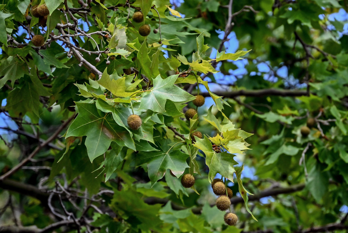 Изображение особи Platanus orientalis.