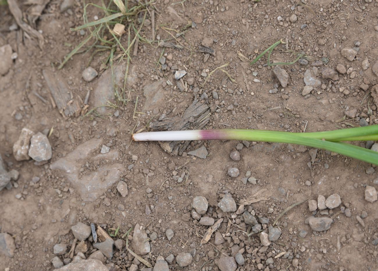 Изображение особи Неопознанный вид.