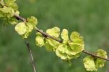 Ulmus glabra. Часть побега с семенами. Белгородская обл. пос. Ракитное, ООПТ \"Урочище Парк\". 25 апреля 2024 г.