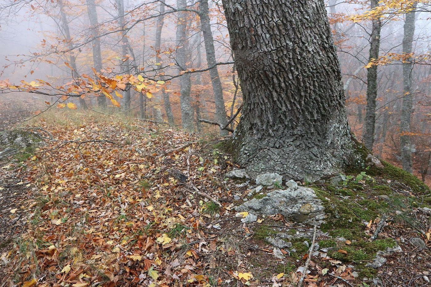 Image of genus Quercus specimen.