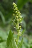 genus Rumex. Соцветие. Тульская обл., Заокский р-н, Бутиково, садовый участок. 13.07.2025.