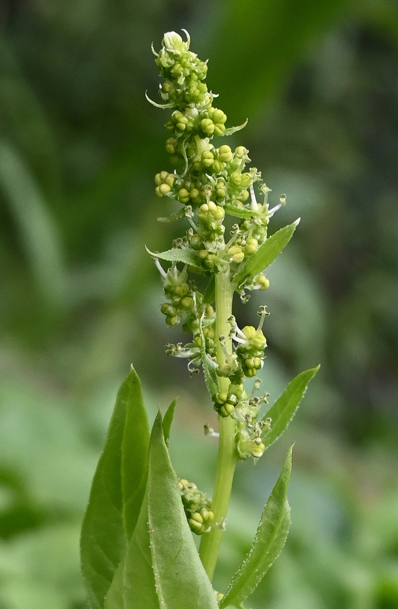 Image of genus Rumex specimen.