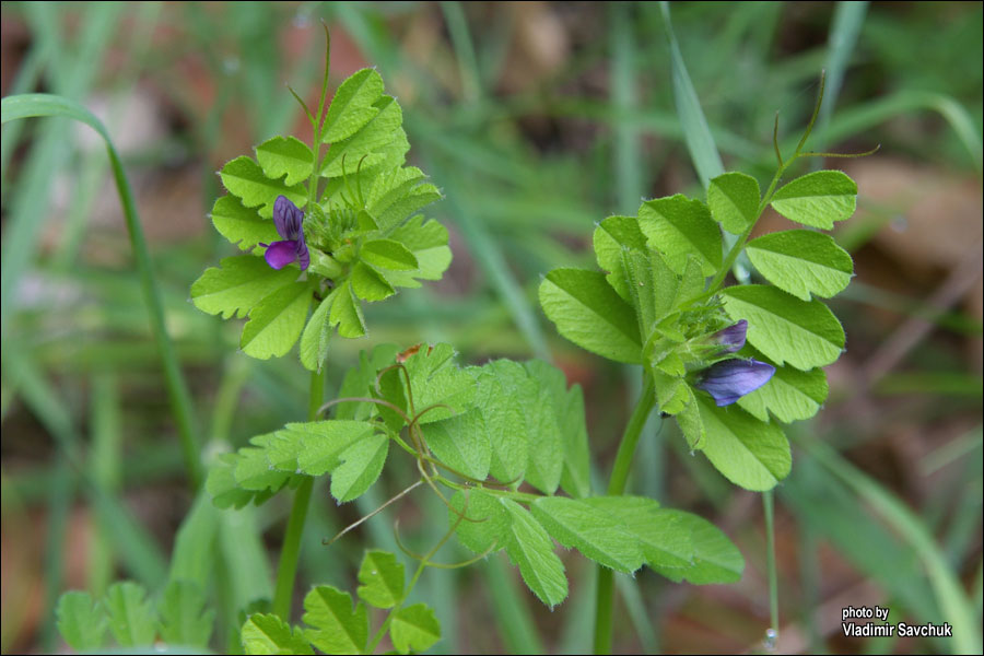 Image of Vicia incisa specimen.