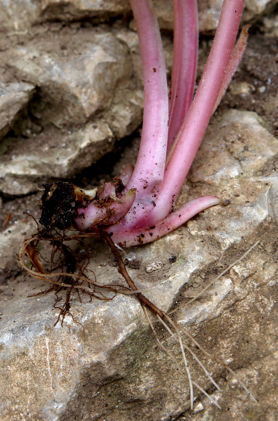Image of Trachystemon orientalis specimen.