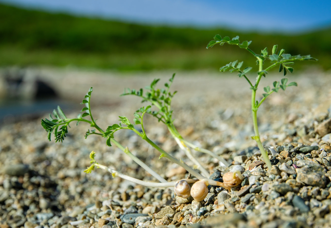 Image of familia Fabaceae specimen.