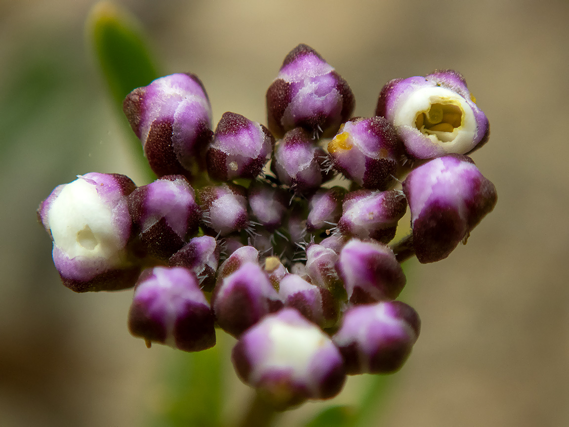 Image of Iberis simplex specimen.