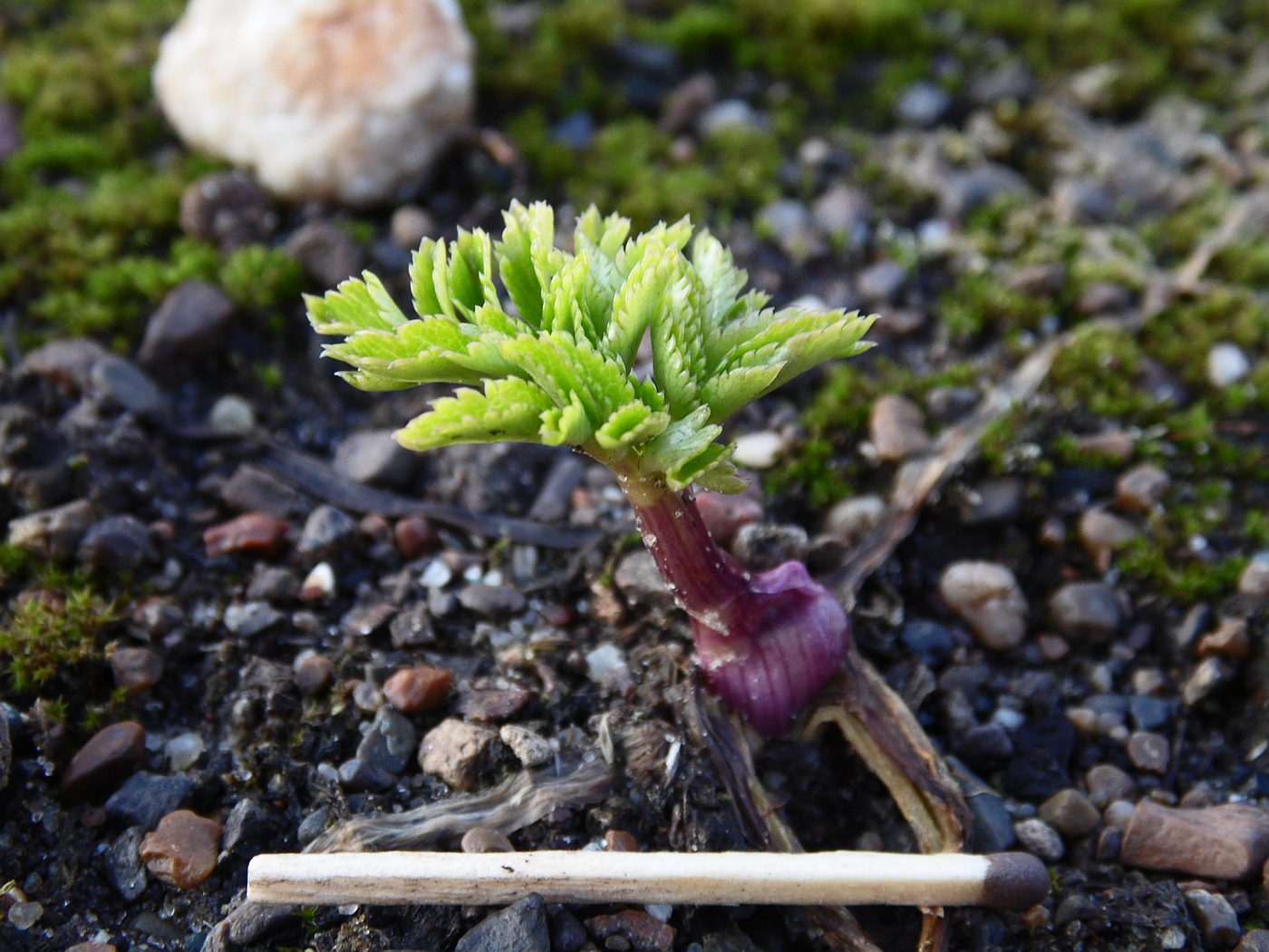 Image of Angelica pachycarpa specimen.