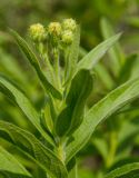 Inula germanica
