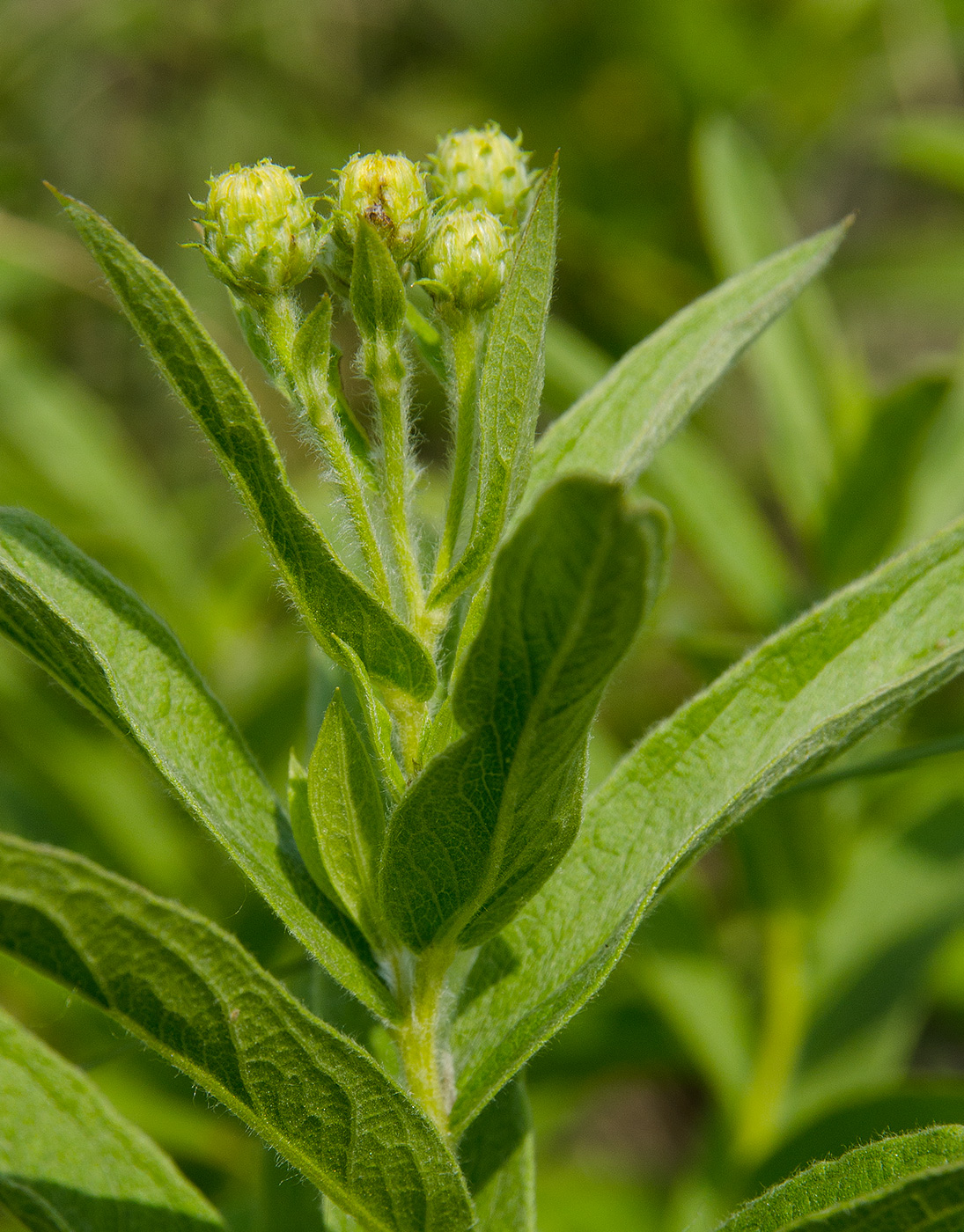 Изображение особи Inula germanica.