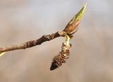 Populus suaveolens