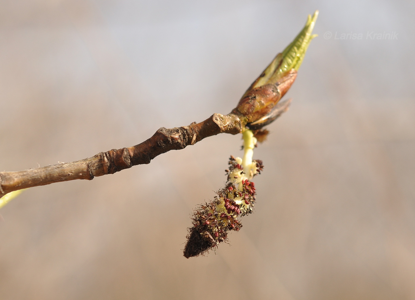 Image of Populus suaveolens specimen.