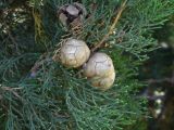 Cupressus sempervirens. Ветвь с шишками. Турецкая Республика, пров. Анталья, г. Кемер (Türkiye Cumhuriyeti, il Antalya, Kemer); в озеленении на территории отеля Öz Kaymak Marina Otel. 09.06.2009.