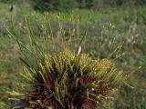 Paludella squarrosa. Гаметофиты и спорогоны (в сообществе с Equisetum variegatum). Магаданская обл., Ольский р-н, руч. Наледный, заболоченный участок. 13.07.2024.