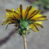 Taraxacum distantilobum. Соцветие (вид со стороны обёртки); язычки наружных цветков корзинки снизу с хорошо заметной тёмной продольной полоской. Свердловская обл., окр. г. Североуральск, дачный участок. 12.06.2024.