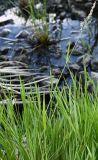 семейство Poaceae