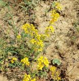 genus Hypericum. Цветущие растения. Азербайджан, Нахчыван, Шахбузский р-н, окр. с. Кюлюс, степной склон. 06.07.2026.