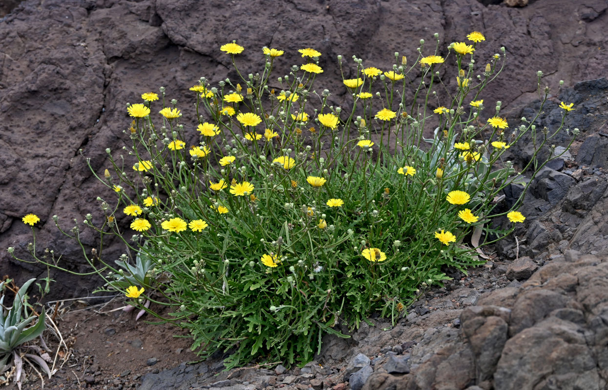 Image of Tolpis succulenta specimen.