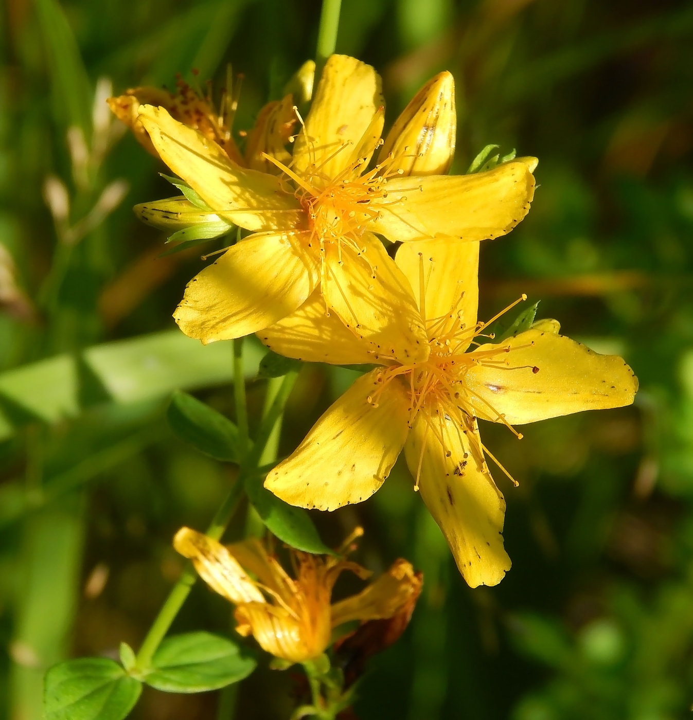 Image of Hypericum perforatum specimen.