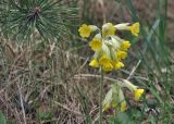 Primula macrocalyx. Соцветие. Крым, Караби-яйла, ур. Чигенитра, обочина тропы. 16.05.2026.