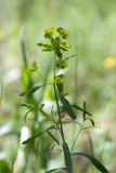 род Euphorbia. Верхушка цветущего растения. Республика Татарстан, окр. с. Камское Устье, дол. р. Волга, хвойно-широколиственный лес (с Pinus, Quercus, Ulmus, Acer), обочина грунтовой дороги. 01.06.2026.