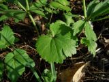 Ranunculus