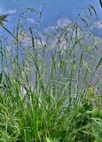 семейство Poaceae. Цветущее растение. Московская обл., окр. г. Железнодорожный, дол. р. Чёрная, берег пруда, у воды. 16.06.2025.