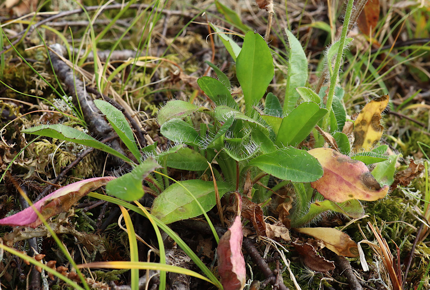 Image of Hieracium alpinum specimen.