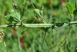 Lathyrus miniatus. Часть генеративного побега с бутонизирующим соцветием. Турция, ил Артвин, р-н Юсуфели, 400 м ниже дер. Гюльпынар, выс. 1520 м н.у.м., обочина дороги со стороны обрыва. 13 июня 2026 г.