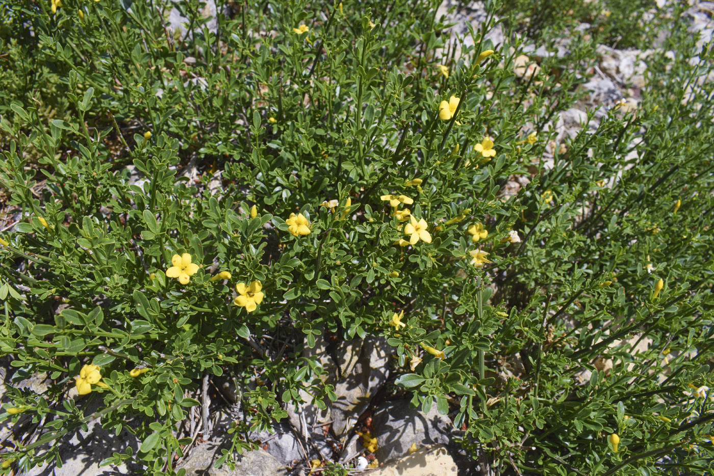 Image of Jasminum fruticans specimen.