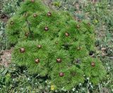 Paeonia tenuifolia. Молодые растения с бутонами. Крым, гора Чатыр-Даг (нижнее плато). 02.05.2011.