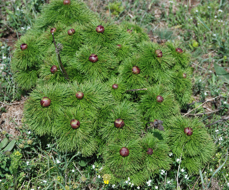Image of Paeonia tenuifolia specimen.