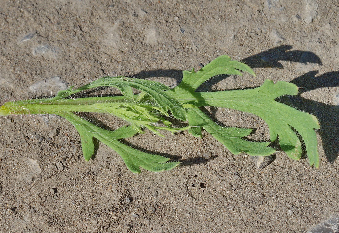 Image of Papaver stevenianum specimen.