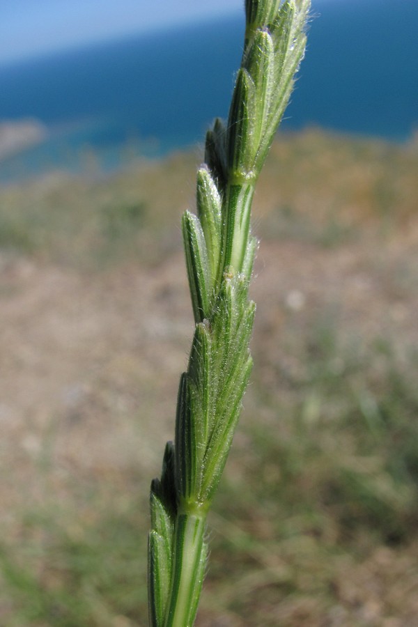 Изображение особи Elytrigia trichophora.