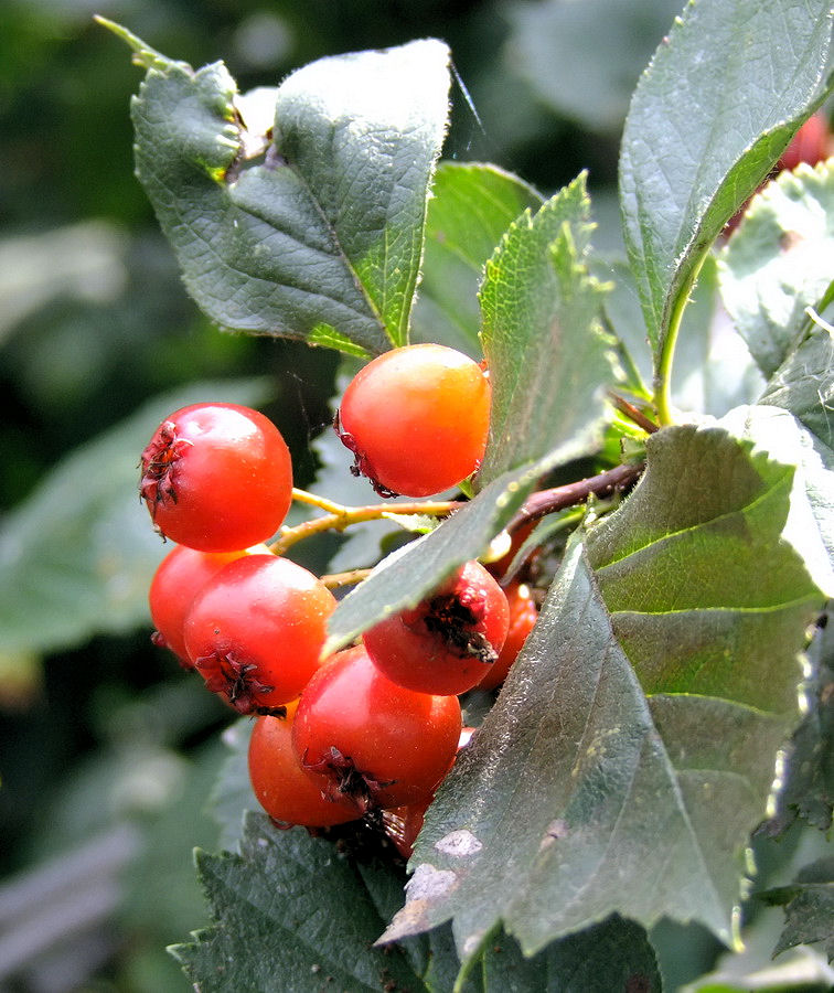 Изображение особи Crataegus dahurica.