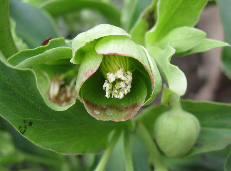 Изображение особи Helleborus foetidus.