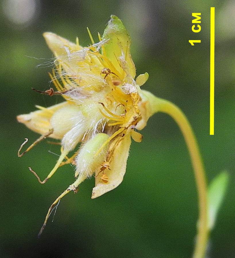 Image of Waldsteinia ternata ssp. maximowicziana specimen.