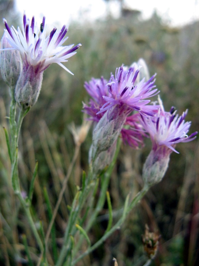 Image of Jurinea stoechadifolia specimen.