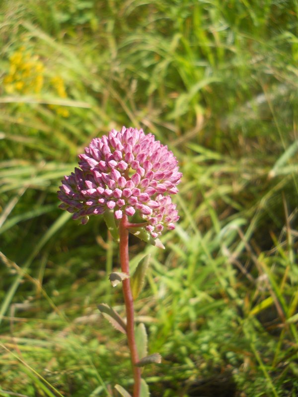 Изображение особи Hylotelephium triphyllum.