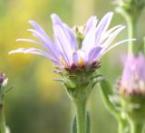 Aster amellus. Соцветие-корзинка (вид сбоку). Белгородская обл., окр. пос. Борисовка, ур. Острасьев яр, луговая степь. 08.07.2011.