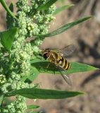 Chenopodium album