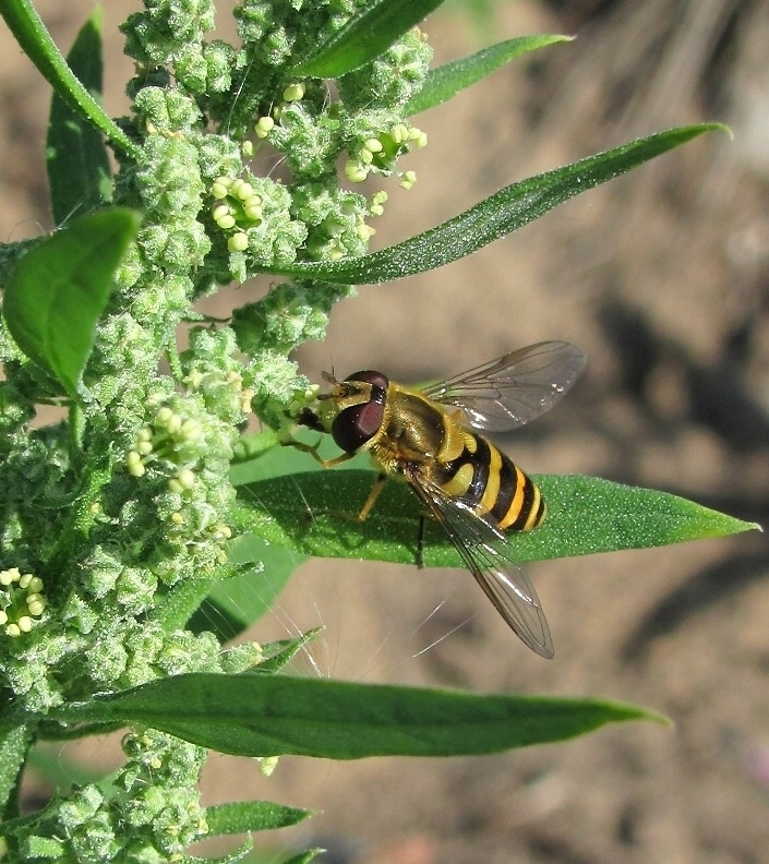 Изображение особи Chenopodium album.