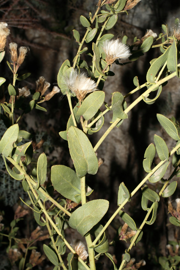 Image of Karelinia caspia specimen.