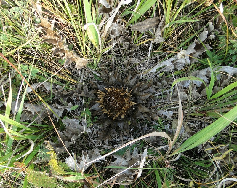 Изображение особи Carlina onopordifolia.