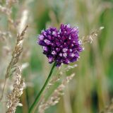 Allium rotundum. Соцветие. Воронежская обл., Павловский р-н, окр. с. Михайловка (Шипов лес), склон оврага. 18.06.2011.